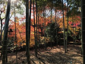 指月庵紅葉17