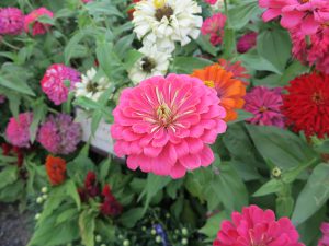 京都府立植物園35