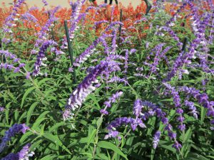 京都府立植物園32