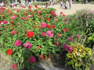 京都府立植物園31