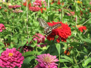京都府立植物園29