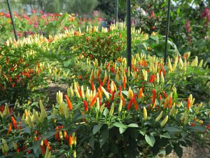 京都府立植物園28