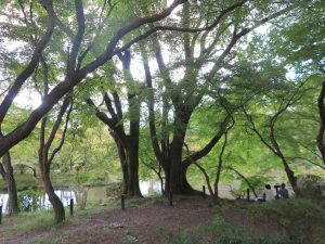 京都府立植物園26