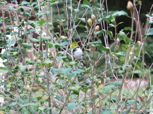 京都府立植物園24