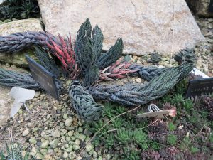 京都府立植物園18