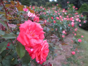 京都府立植物園6