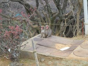 嵐山モンキーパークいわたやま8