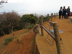 嵐山モンキーパークいわたやま9