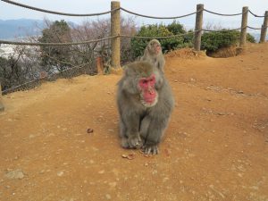 嵐山モンキーパークいわたやま12