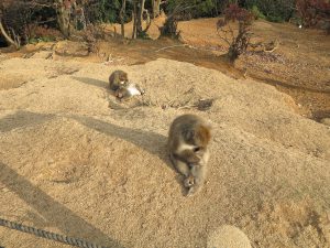 嵐山モンキーパークいわたやま13