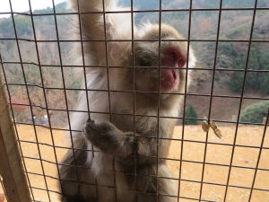 嵐山モンキーパークいわたやま15