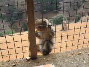 嵐山モンキーパークいわたやま17