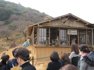 嵐山モンキーパークいわたやま18