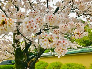 鴨川桜お花見