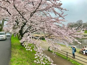 鴨川桜お花見2