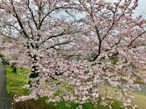 鴨川桜お花見9