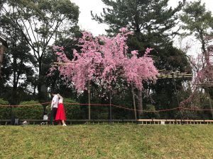鴨川桜お花見3