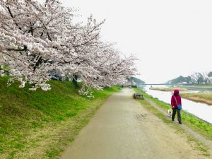 鴨川桜お花見4