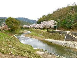 宝ヶ池公園花見桜10