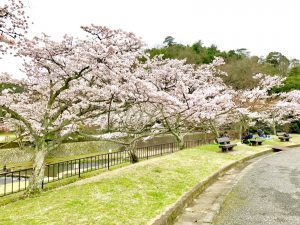 宝ヶ池公園花見桜9
