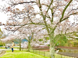 宝ヶ池公園花見桜7