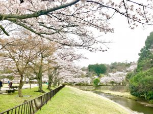 宝ヶ池公園花見桜6