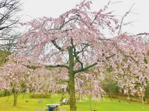 宝ヶ池公園花見桜5