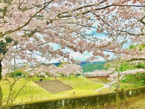 宝ヶ池公園花見桜3