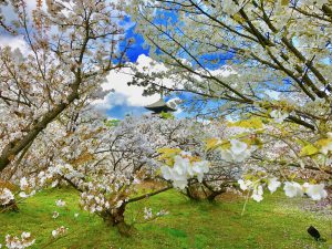 仁和寺御室桜花見12