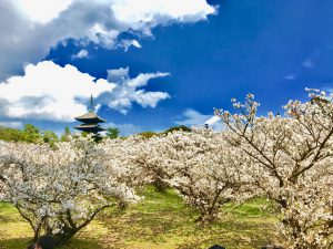 仁和寺御室桜花見11