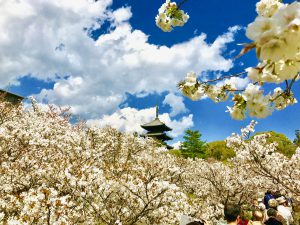 仁和寺御室桜花見10