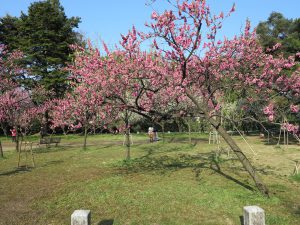 京都御所桜お花見8