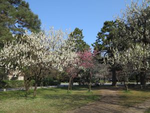 京都御所桜お花見7