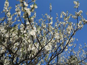 京都御所桜お花見6