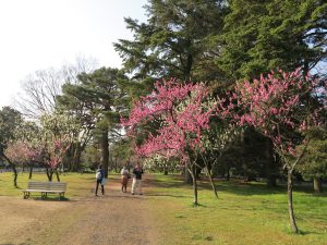 京都御所桜お花見5