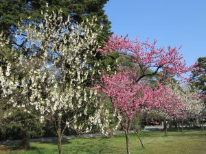 京都御所桜お花見4