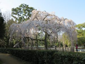 京都御所桜お花見