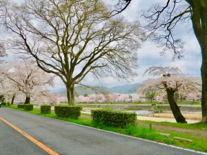 京都桜お花見鴨川デルタ8
