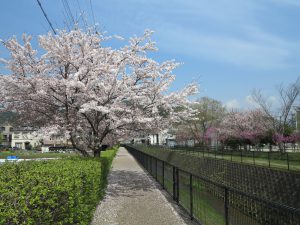 京都桜お花見鴨川デルタ7