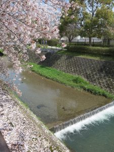 京都の桜ohanami112