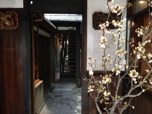 雪梅花 菜根譚11