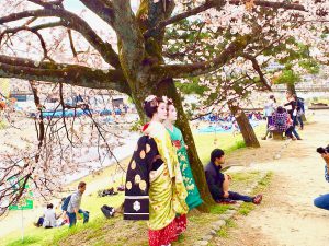 京都桜お花見鴨川デルタ6