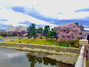 京都桜お花見鴨川デルタ4
