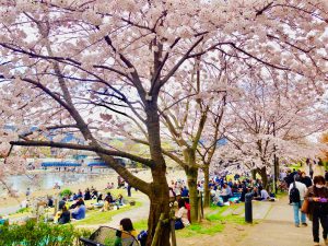 京都桜お花見鴨川デルタ3