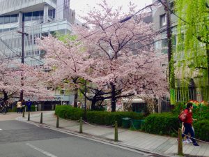 京都桜お花見鴨川デルタ1