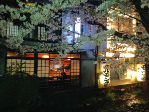 祇園白川高瀬川桜お花見3