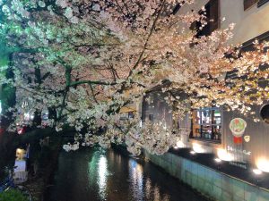 祇園白川高瀬川桜お花見4