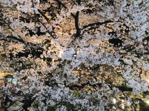 祇園白川高瀬川桜お花見8
