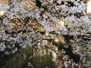 祇園白川高瀬川桜お花見9
