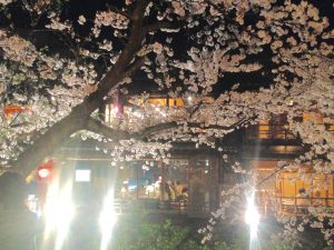 祇園白川高瀬川桜お花見13